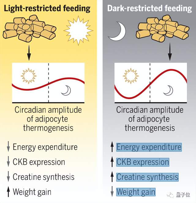 Science：只要跟着生物钟吃，就没那么容易胖