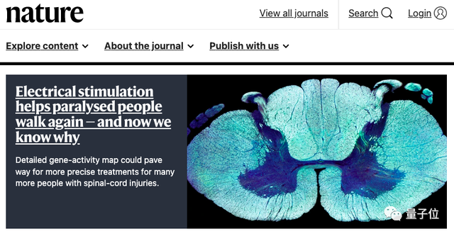 电刺激让瘫痪者重新行走原理找到了，3人已治疗成功 | Nature