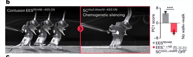 电刺激让瘫痪者重新行走原理找到了，3人已治疗成功 | Nature