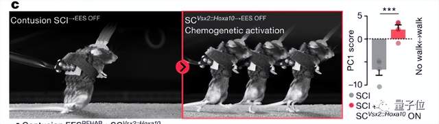 电刺激让瘫痪者重新行走原理找到了，3人已治疗成功 | Nature