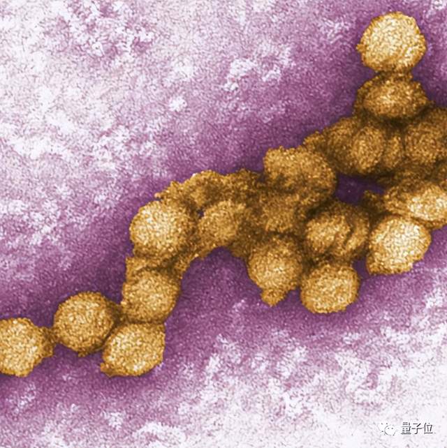 蚊子变「疫苗」：中科院新研究可以从源头抑制新发传染病 | Nature子刊