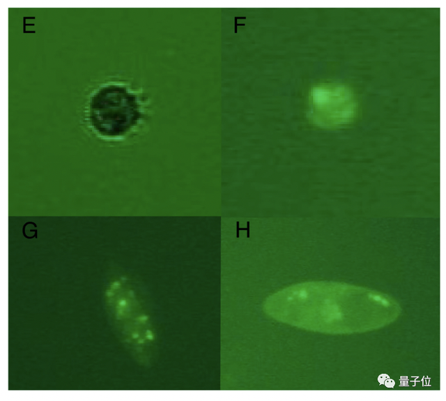 首次发现！科学家找到「专吃病毒」的生物，网友：能消除人体内病毒吗？｜PNAS