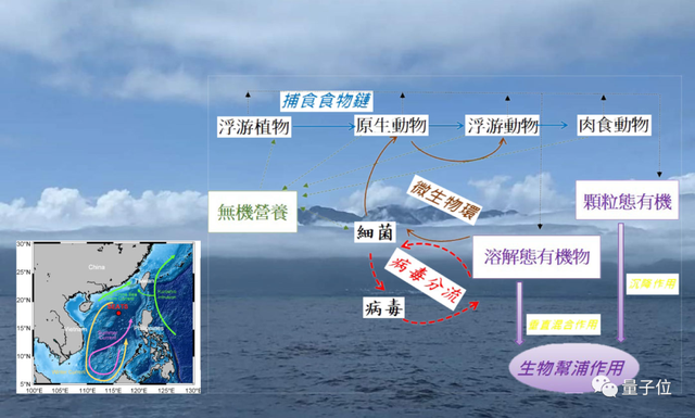 首次发现！科学家找到「专吃病毒」的生物，网友：能消除人体内病毒吗？｜PNAS