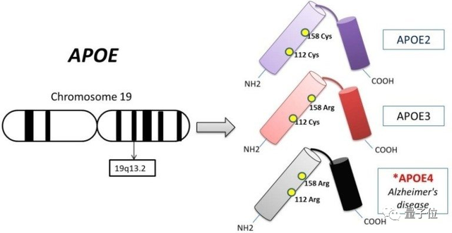 哪种人更易患老年痴呆？MIT团队揭示阿兹海默症背后的基因机制｜Nature