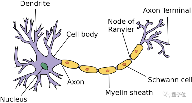 哪种人更易患老年痴呆？MIT团队揭示阿兹海默症背后的基因机制｜Nature