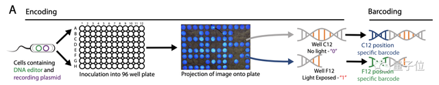 用DNA直接存储图像，「活细胞相机」分辨率达96像素 | Nature子刊