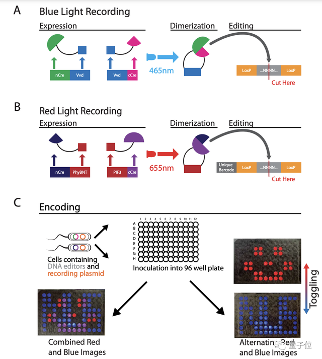 用DNA直接存储图像，「活细胞相机」分辨率达96像素 | Nature子刊