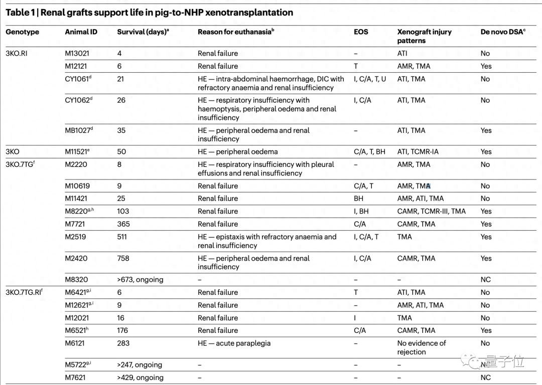 移植猪肾猴子成功存活两年！Nature发布跨物种器官移植最新成果