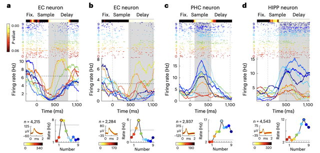 人脑认“4”不认“5”！四大天王F4都是“4”有科学依据了（doge）｜Nature