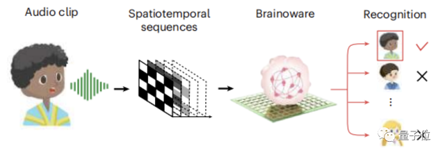 用活人脑细胞造AI系统！语音识别已成功，可无监督学习｜Nature子刊