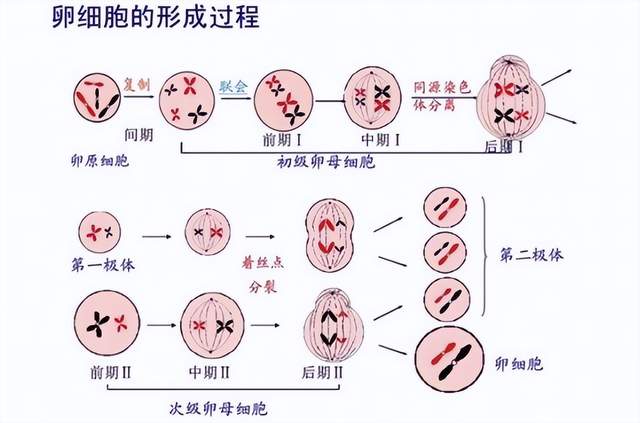 29岁男博导死磕女性健康斩百万大奖！浑身打满反差标签